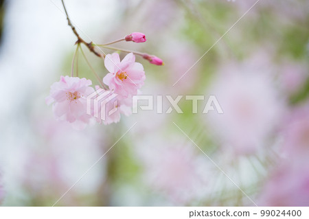 盛開在粉紅色和綠色散景中的垂枝櫻花 99024400