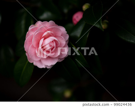 Pink camellia flowers blooming in the shade January 99024436