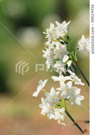 水仙紙白白水仙 99024456