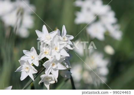 Narcissus Paper White White Narcissus 99024463
