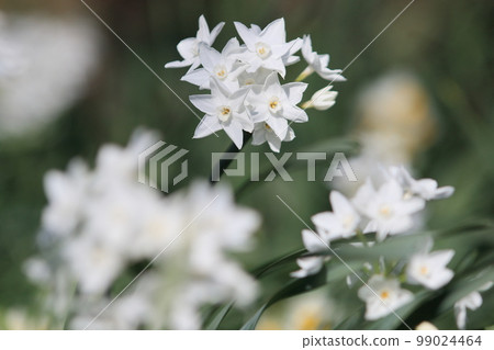 Narcissus Paper White White Narcissus 99024464