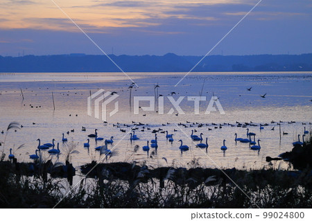 Swans at the waterside 99024800