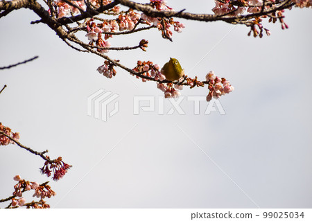 Cold cherry blossoms and mezzo in early spring 99025034