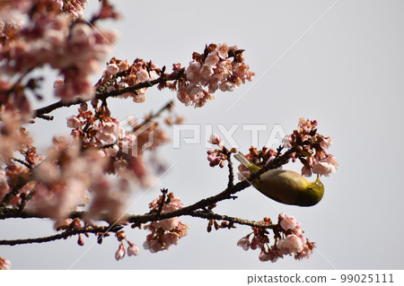 早春的冷櫻花和中音 早春的冷櫻花和中音 99025111