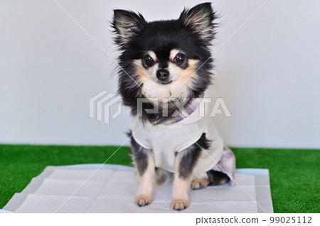 狗高級吉娃娃馬桶馬桶紙 狗高級吉娃娃馬桶馬桶紙 99025112