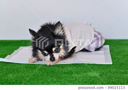 狗高級吉娃娃馬桶馬桶紙 狗高級吉娃娃馬桶馬桶紙 99025113