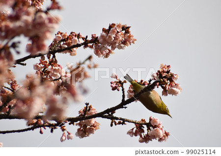 早春的冷櫻花和中音 早春的冷櫻花和中音 99025114