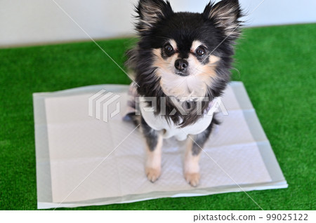 狗高級吉娃娃馬桶馬桶紙 狗高級吉娃娃馬桶馬桶紙 99025122