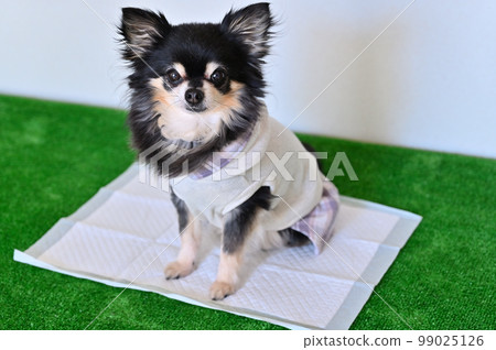 狗高級吉娃娃馬桶馬桶紙 狗高級吉娃娃馬桶馬桶紙 99025126