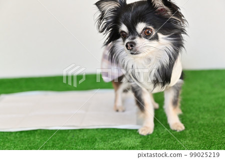 Young Chihuahua Toilet Toilet sheets for dogs Young Chihuahua Toilet Toilet sheets for dogs 99025219