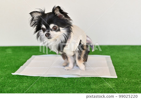 Young Chihuahua Toilet Toilet sheets for dogs Young Chihuahua Toilet Toilet sheets for dogs 99025220