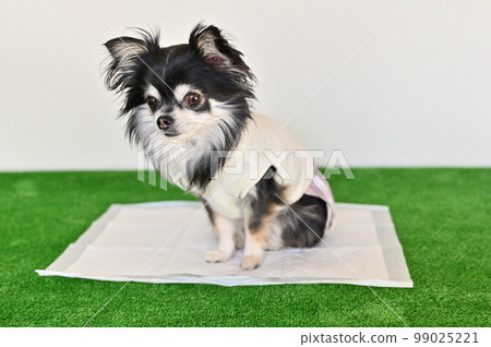 Young Chihuahua Toilet Toilet sheets for dogs Young Chihuahua Toilet Toilet sheets for dogs 99025221