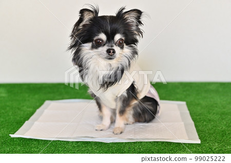 Young Chihuahua Toilet Toilet sheets for dogs Young Chihuahua Toilet Toilet sheets for dogs 99025222