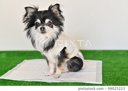 Young Chihuahua Toilet Toilet sheets for dogs Young Chihuahua Toilet Toilet sheets for dogs 99025223