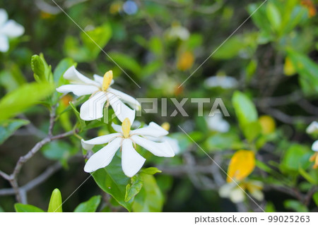 一個花園 一個花園 99025263