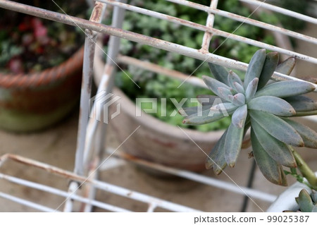 Succulent plants 99025387