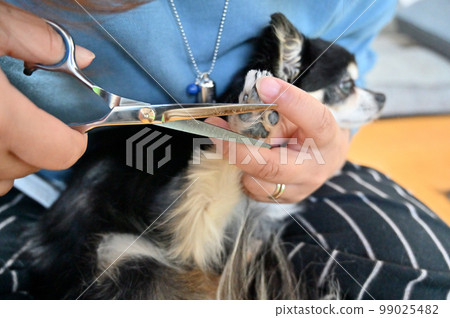Woman trimming a dog Chihuahua grooming 99025482