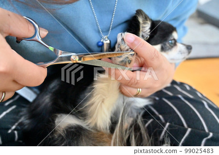 Woman trimming a dog Chihuahua grooming 99025483