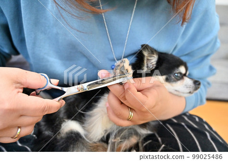 Woman trimming a dog Chihuahua grooming 99025486