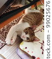 cat on the way to stretch 99025676