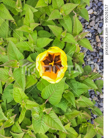 Blossoming yellow tulip growing through peppermint leaves 99026157