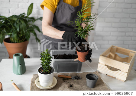 Close-up spring houseplant care, repotting houseplants. Waking up indoor plants for spring. Female is transplanting plant into new pot at home. Gardener transplant green plant Close-up spring houseplant care, repotting houseplants. Waking up indoor plants for spring. Female is transplanting plant into new pot at home. Gardener transplant green plant 99026907