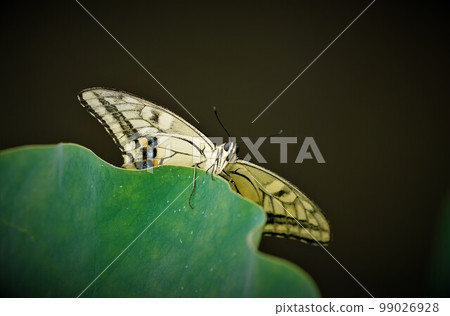 蓮花和燕尾蝶。 99026928