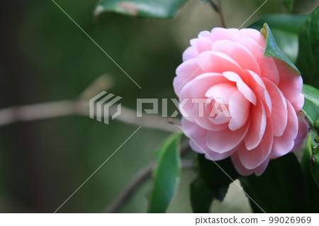 Double-flowered camellia, camellia flower, thousand-layered camellia 99026969