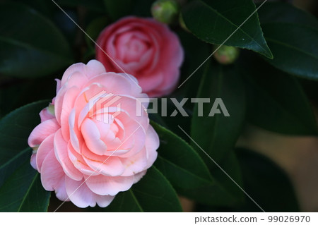 Double-flowered camellia, camellia flower, thousand-layered camellia 99026970