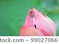 蓮花和白蜻蜓。 99027066