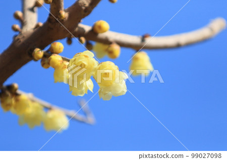 日本五香粉花,日本五香粉 日本五香粉花,日本五香粉 99027098