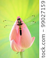 蓮花和蜻蜓。 99027159