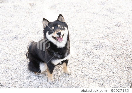 Black Shiba Inu sitting and smiling 99027183