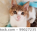 Kitten looking at the camera 99027235