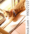 Kitten basking in the sun 99027237
