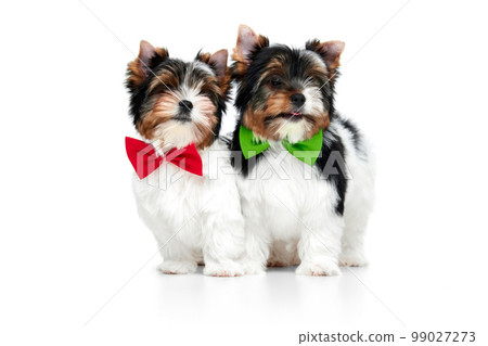 Studio image of two cute little Biewer Yorkshire Terrier, dog, puppy, posing in colorful bows over white background. Concept of animal and care 99027273