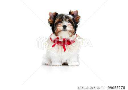 Studio image of cute little Biewer Yorkshire Terrier, dog, puppy, posing in red bow over white background. Concept of animal and care Studio image of cute little Biewer Yorkshire Terrier, dog, puppy, posing in red bow over white background. Concept of animal and care 99027276