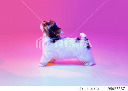 Studio image of cute little Biewer Yorkshire Terrier, dog, puppy looking upwards over pink background in neon light. Concept of animal and care Studio image of cute little Biewer Yorkshire Terrier, dog, puppy looking upwards over pink background in neon light. Concept of animal and care 99027287