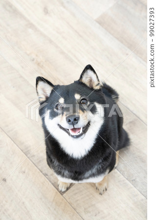 柴犬抬頭微笑 99027393