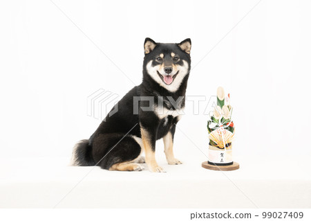 Kadomatsu and a smiling black Shiba Inu 99027409