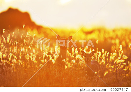 一群梅花鹿和被日出染紅的蒲葦(北海道) 一群梅花鹿和被日出染紅的蒲葦(北海道) 99027547