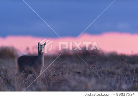 Sunset sky and sika deer (Hokkaido) Sunset sky and sika deer (Hokkaido) 99027554