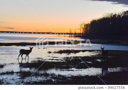 Sea dyed in the sunset and male sika deer (eastern Hokkaido) Sea dyed in the sunset and male sika deer (eastern Hokkaido) 99027556