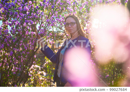 Blooming of Rhododendron flowers 99027684