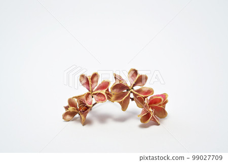 Mayumi fruit explodes and drops seeds (winter, February) 99027709