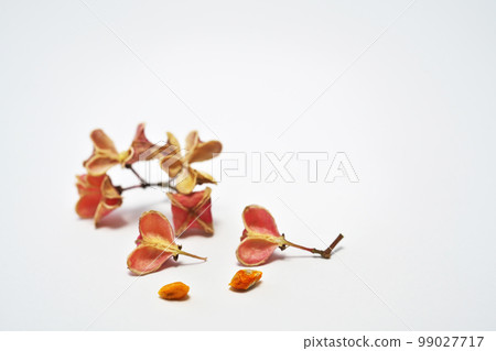 Mayumi fruit explodes and drops seeds (winter, February) 99027717