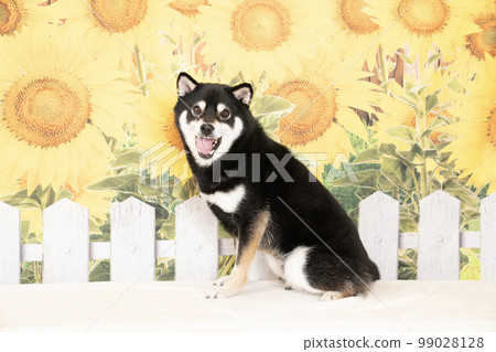 Sunflower and smiling Shiba Inu Sunflower and smiling Shiba Inu 99028128