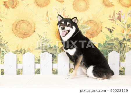 向日葵和微笑的柴犬 99028129