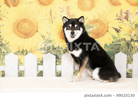 向日葵和微笑的柴犬 向日葵和微笑的柴犬 99028130