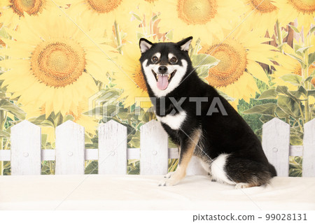 向日葵和微笑的柴犬 向日葵和微笑的柴犬 99028131